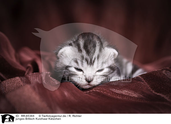junges Britisch Kurzhaar Ktzchen / young British Shorthair Kitten / RR-85364