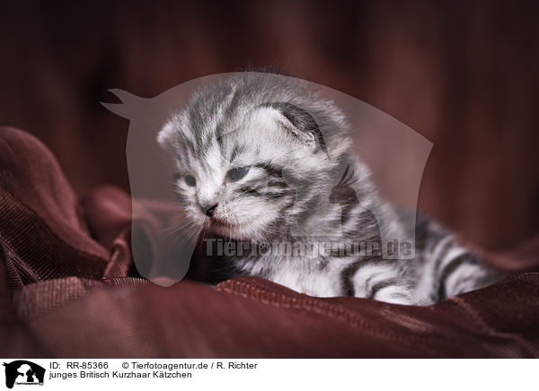 junges Britisch Kurzhaar Ktzchen / young British Shorthair Kitten / RR-85366