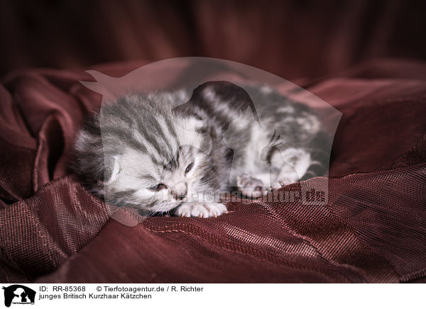 junges Britisch Kurzhaar Ktzchen / young British Shorthair Kitten / RR-85368