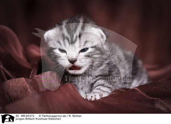 junges Britisch Kurzhaar Ktzchen / young British Shorthair Kitten / RR-85372