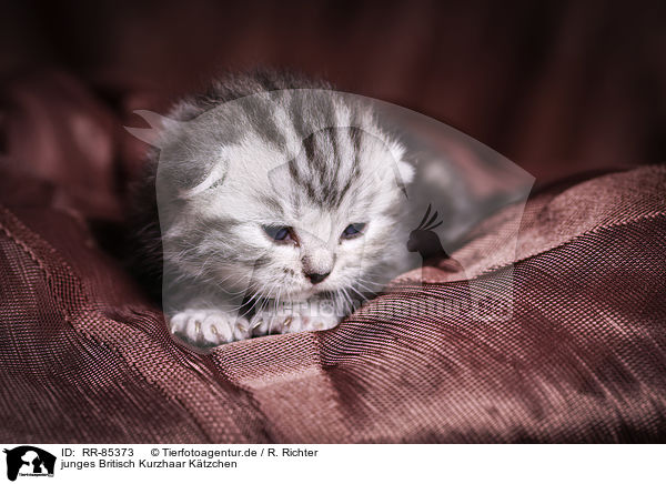 junges Britisch Kurzhaar Ktzchen / young British Shorthair Kitten / RR-85373
