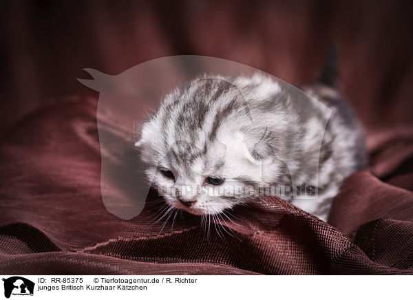 junges Britisch Kurzhaar Ktzchen / young British Shorthair Kitten / RR-85375
