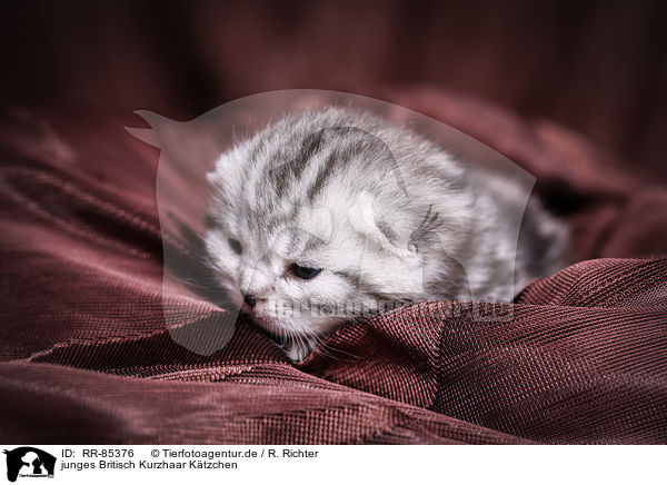 junges Britisch Kurzhaar Ktzchen / young British Shorthair Kitten / RR-85376