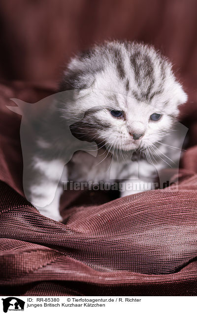 junges Britisch Kurzhaar Ktzchen / young British Shorthair Kitten / RR-85380