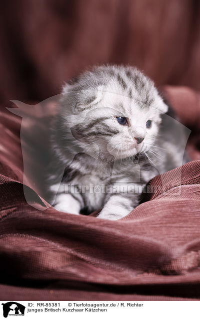 junges Britisch Kurzhaar Ktzchen / young British Shorthair Kitten / RR-85381