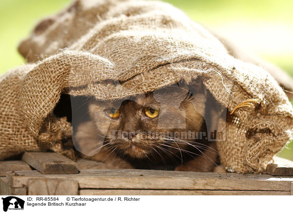 liegende Britisch Kurzhaar / lying British Shorthair / RR-85584