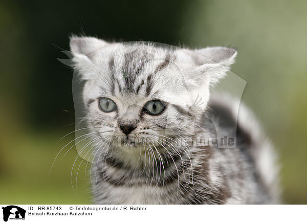 Britisch Kurzhaar Ktzchen / British Shorthair Kitten / RR-85743