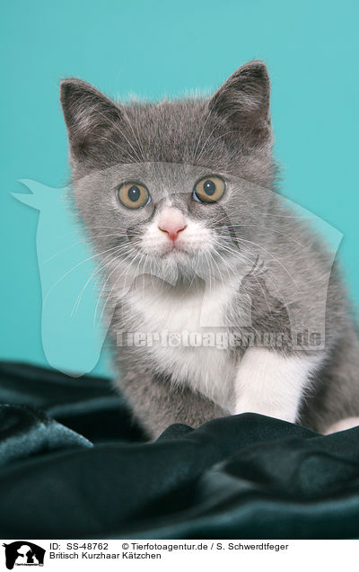 Britisch Kurzhaar Ktzchen / British Shorthair Kitten / SS-48762