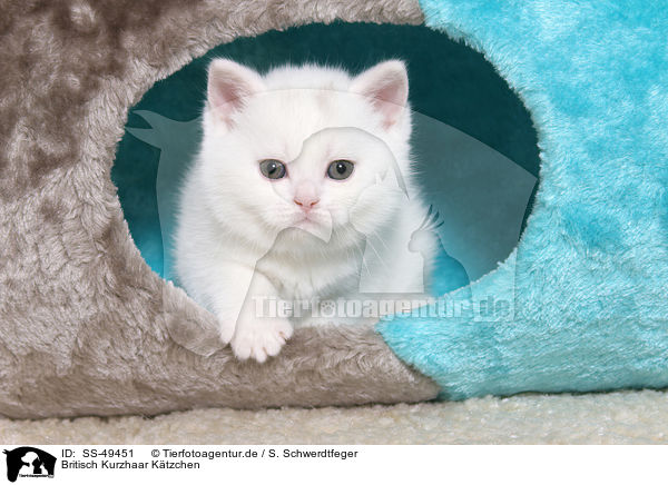 Britisch Kurzhaar Ktzchen / British Shorthair Kitten / SS-49451