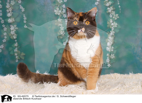 sitzende Britisch Kurzhaar / sitting British Shorthair / SS-49575