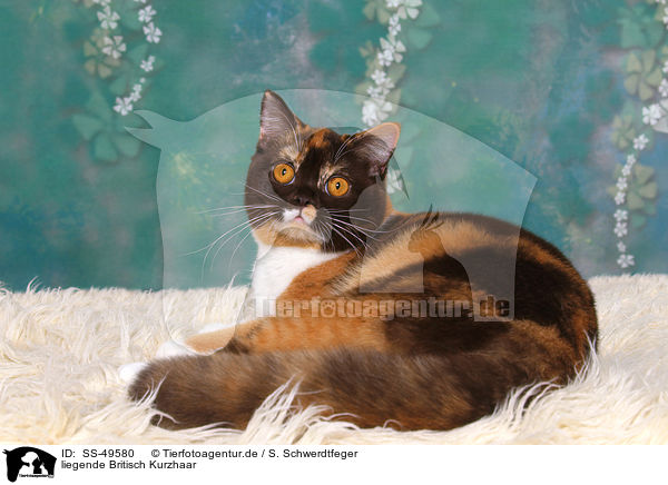 liegende Britisch Kurzhaar / lying British Shorthair / SS-49580