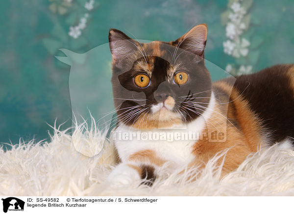 liegende Britisch Kurzhaar / lying British Shorthair / SS-49582