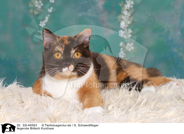 liegende Britisch Kurzhaar / lying British Shorthair / SS-49583