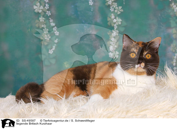 liegende Britisch Kurzhaar / lying British Shorthair / SS-49587