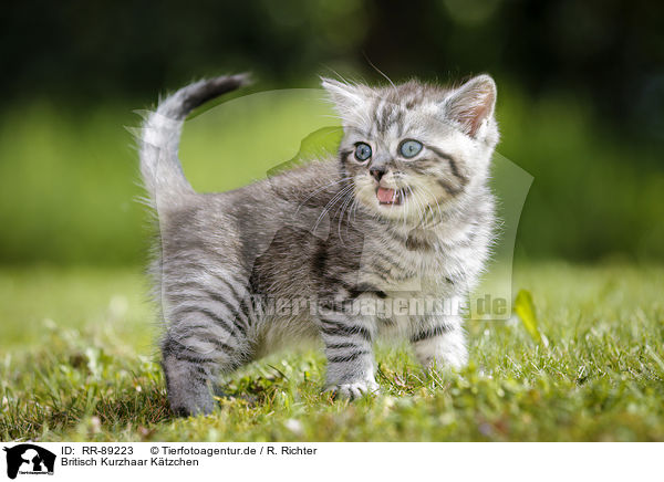 Britisch Kurzhaar Ktzchen / British Shorthair Kitten / RR-89223