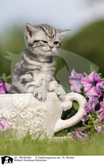 Britisch Kurzhaar Ktzchen / British Shorthair Kitten / RR-89350