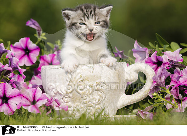 Britisch Kurzhaar Ktzchen / British Shorthair Kitten / RR-89365