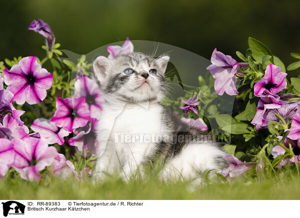 Britisch Kurzhaar Ktzchen / British Shorthair Kitten / RR-89383