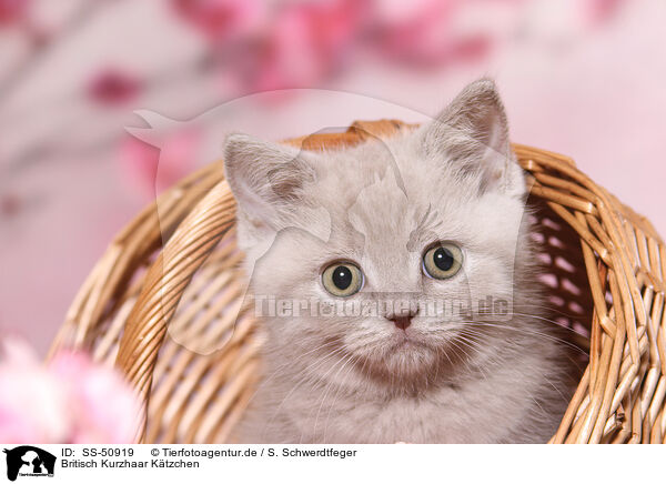 Britisch Kurzhaar Ktzchen / British Shorthair Kitten / SS-50919