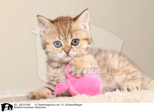 Britisch Kurzhaar Ktzchen / British Shorthair Kitten / SS-51491