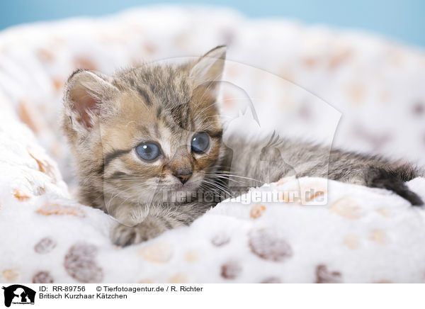 Britisch Kurzhaar Ktzchen / British Shorthair Kitten / RR-89756