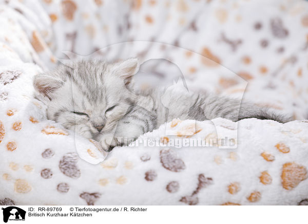 Britisch Kurzhaar Ktzchen / British Shorthair Kitten / RR-89769