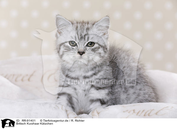 Britisch Kurzhaar Ktzchen / British Shorthair Kitten / RR-91401