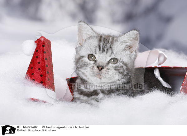 Britisch Kurzhaar Ktzchen / British Shorthair Kitten / RR-91492