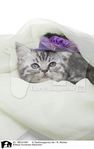 Britisch Kurzhaar Ktzchen / British Shorthair Kitten / RR-91587