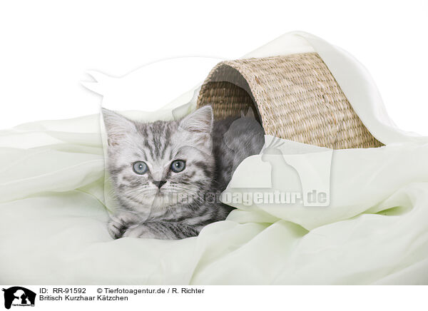 Britisch Kurzhaar Ktzchen / British Shorthair Kitten / RR-91592