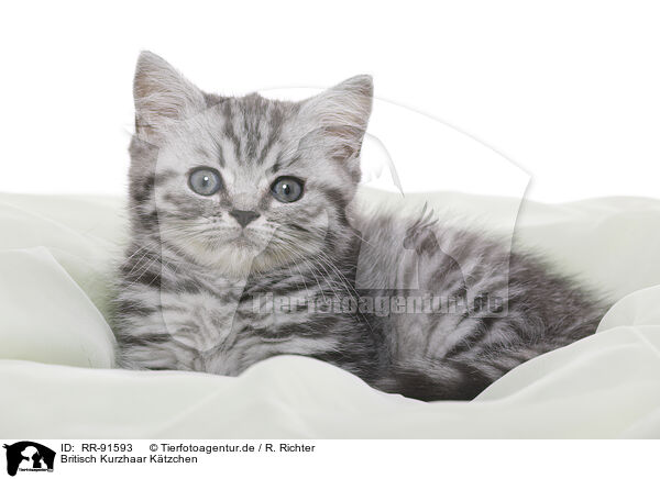 Britisch Kurzhaar Ktzchen / British Shorthair Kitten / RR-91593