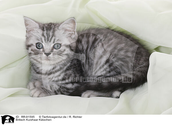 Britisch Kurzhaar Ktzchen / British Shorthair Kitten / RR-91595