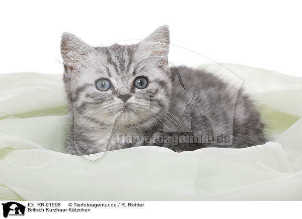 Britisch Kurzhaar Ktzchen / British Shorthair Kitten / RR-91598