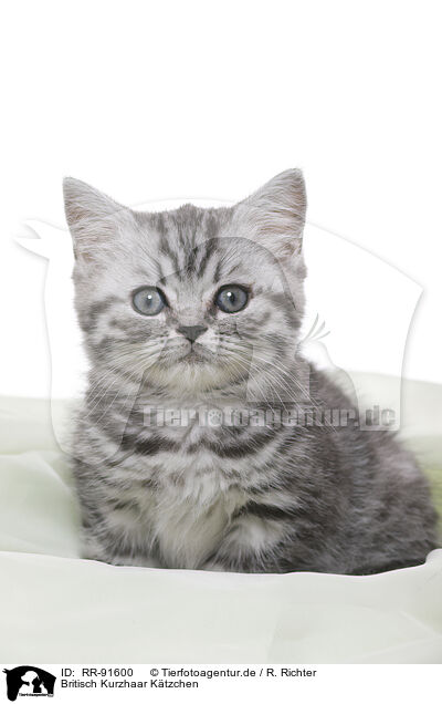 Britisch Kurzhaar Ktzchen / British Shorthair Kitten / RR-91600