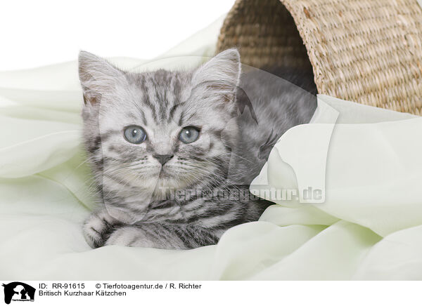 Britisch Kurzhaar Ktzchen / British Shorthair Kitten / RR-91615