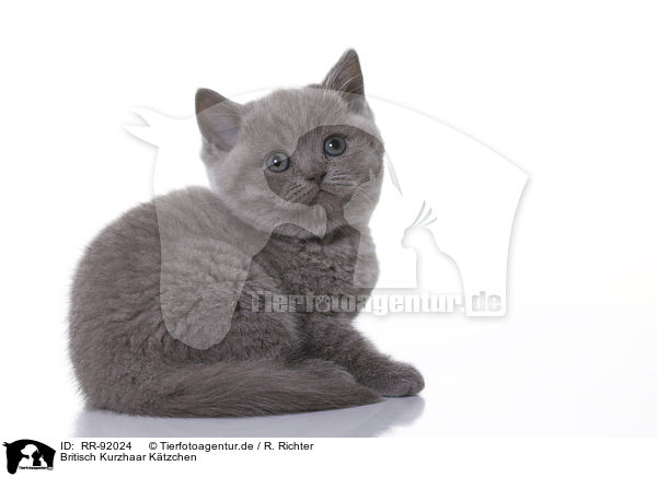 Britisch Kurzhaar Ktzchen / British Shorthair Kitten / RR-92024