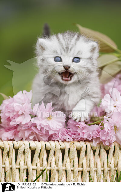 Britisch Kurzhaar Ktzchen / British Shorthair Kitten / RR-92123