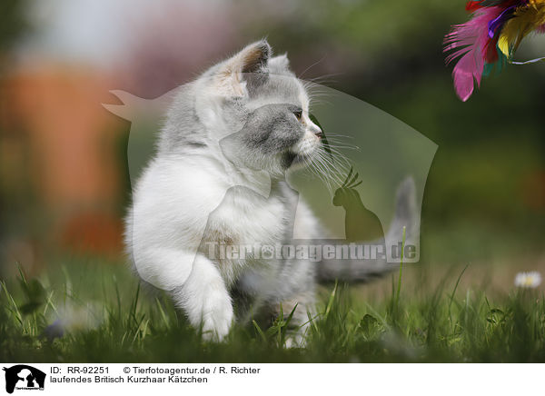 laufendes Britisch Kurzhaar Ktzchen / walking British Shorthair Kitten / RR-92251