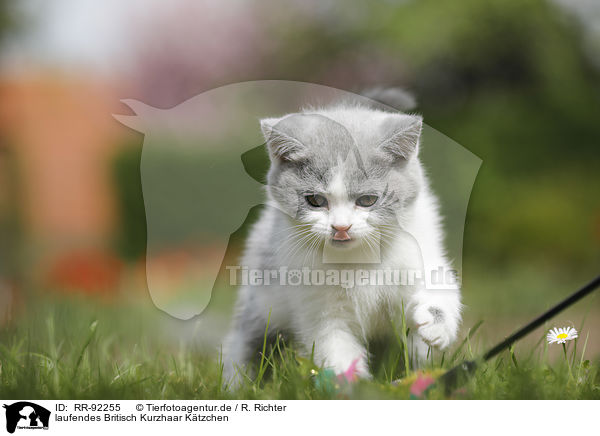 laufendes Britisch Kurzhaar Ktzchen / walking British Shorthair Kitten / RR-92255