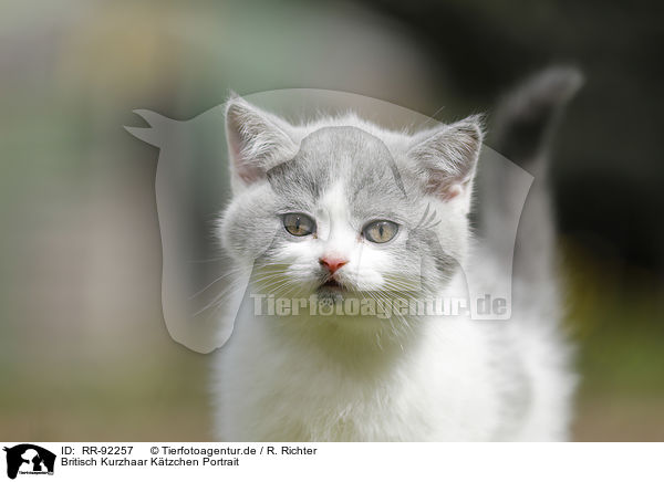 Britisch Kurzhaar Ktzchen Portrait / British Shorthair Kitten Portrait / RR-92257