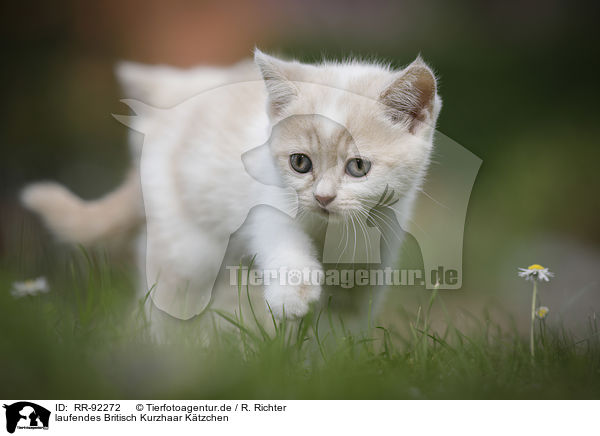 laufendes Britisch Kurzhaar Ktzchen / walking British Shorthair Kitten / RR-92272