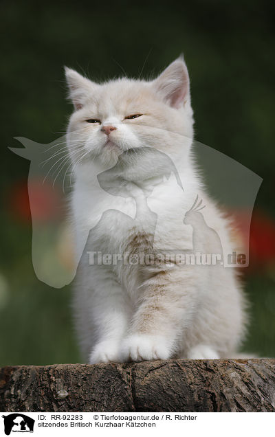 sitzendes Britisch Kurzhaar Ktzchen / sitting British Shorthair Kitten / RR-92283