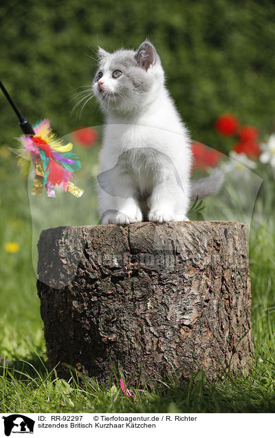 sitzendes Britisch Kurzhaar Ktzchen / sitting British Shorthair Kitten / RR-92297