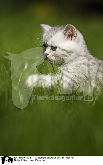 Britisch Kurzhaar Ktzchen / British Shorthair Kitten / RR-94004
