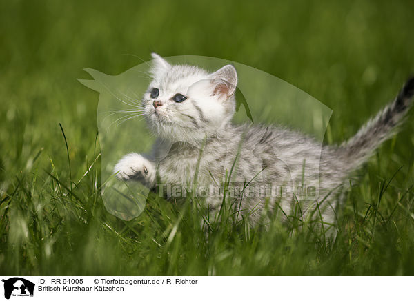 Britisch Kurzhaar Ktzchen / British Shorthair Kitten / RR-94005