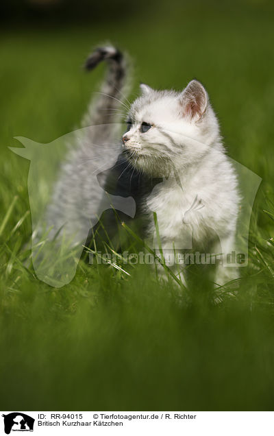 Britisch Kurzhaar Ktzchen / British Shorthair Kitten / RR-94015