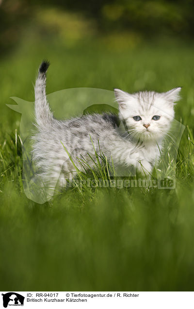 Britisch Kurzhaar Ktzchen / British Shorthair Kitten / RR-94017