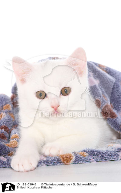 Britisch Kurzhaar Ktzchen / British Shorthair Kitten / SS-53643