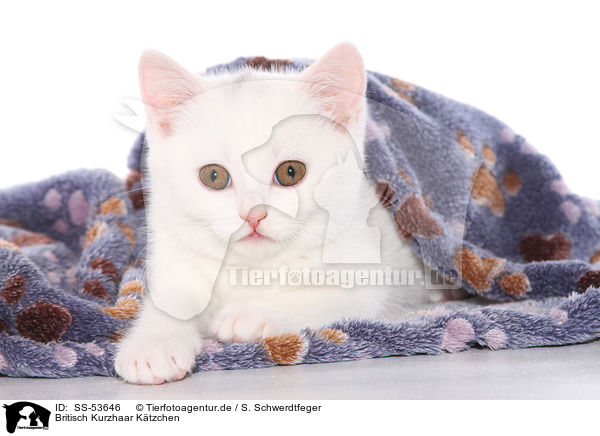 Britisch Kurzhaar Ktzchen / British Shorthair Kitten / SS-53646