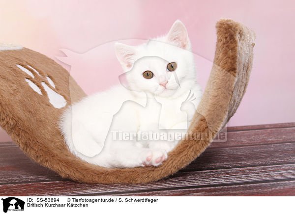 Britisch Kurzhaar Ktzchen / British Shorthair Kitten / SS-53694